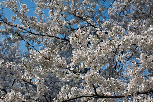 桜には青空が似合います