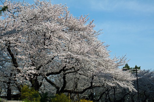 四谷駅前の桜です