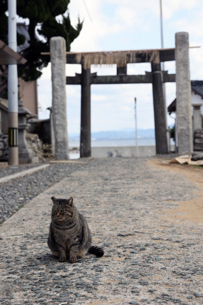 神社のコマ猫？