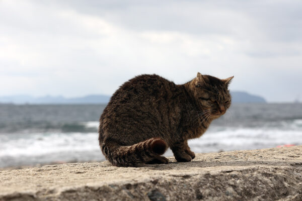 ワイルドだろ～