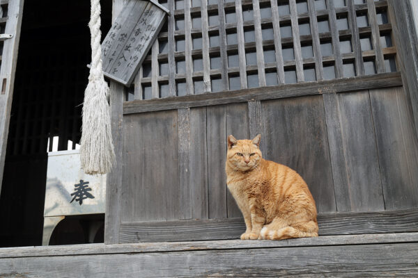 ちゃんと賽銭いれるんだぞ