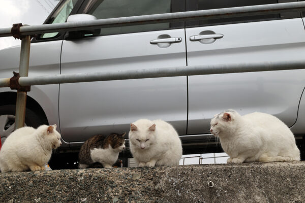 海を渡ってきた？
