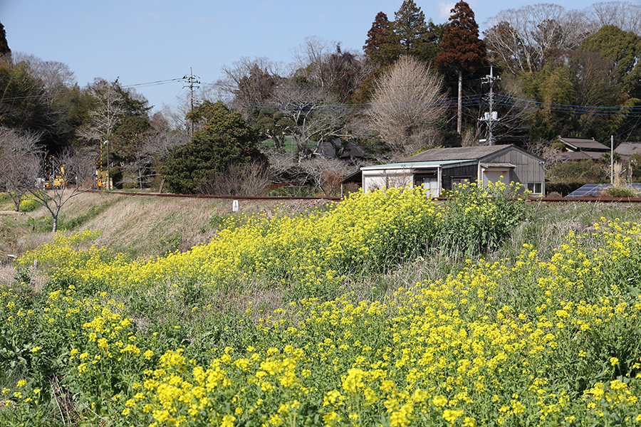菜の花が咲くいすみ鉄道ですが、列車は走ってきません